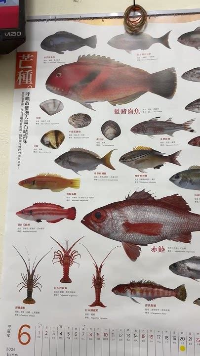 魚類大全|魚類 索引